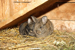 Müllnerhof 2013 458