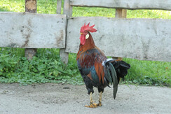 Müllnerhof 2013 288