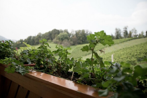 Weinbauhof Bernhard Aussicht in die Weinberge | © Weinbauhof Bernhard | Fam.Bernhard