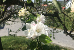 Obstgartenzimmer Ausblick
