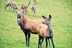 Hirsche im Schilcherland