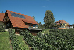 Ferienhaus Außenansicht im Weingarten