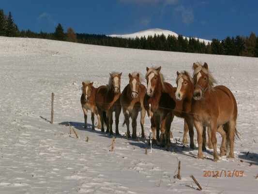 PferdeherdeWinter