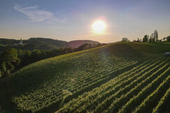 Blick auf den Weinberg