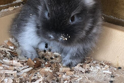 Unser Kuschelhase Max aus dem Kuschelzoo