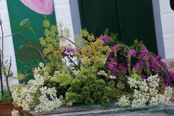 2021 8 Sommerkräuter Blutweiderich 