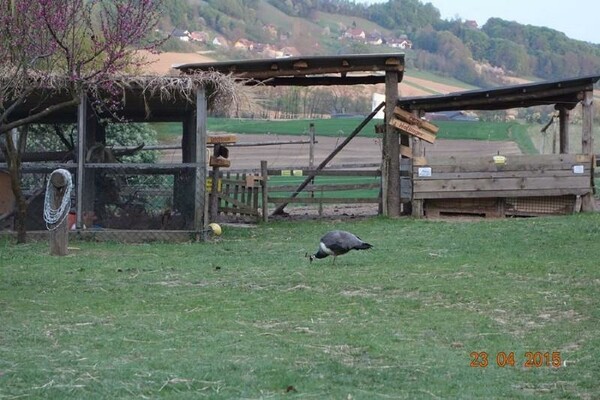 Tiere im Garten | © UAB Unger OG