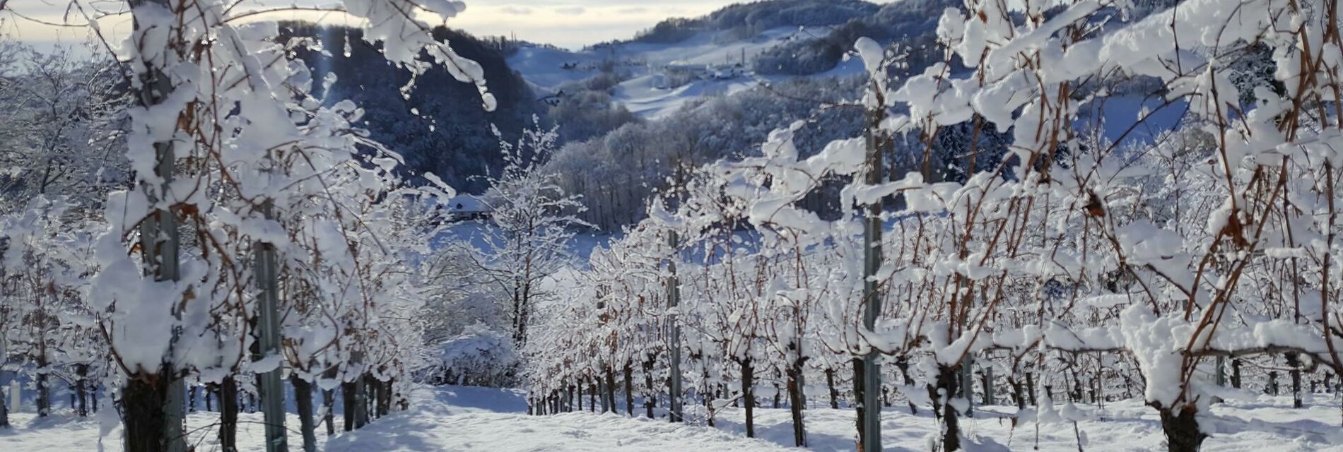 Weinbau List Weingarten Winter