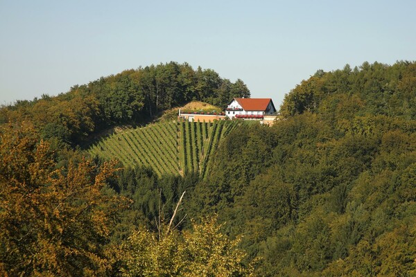 Weinbauernhof Maier - Winkelbauer Weingut | © Weinbauernhof Maier-Winkelbauer | Fam. Maier