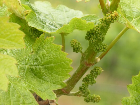 Weinblüte Juni | © Weingut Albert