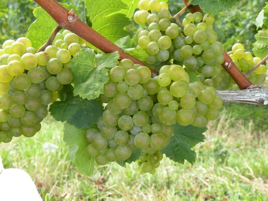 Riesling | © Weingut Albert