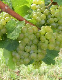 Riesling | © Weingut Albert | © Weingut Albert