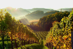 Weingarten vom Weingut & Buschenschank Grabin