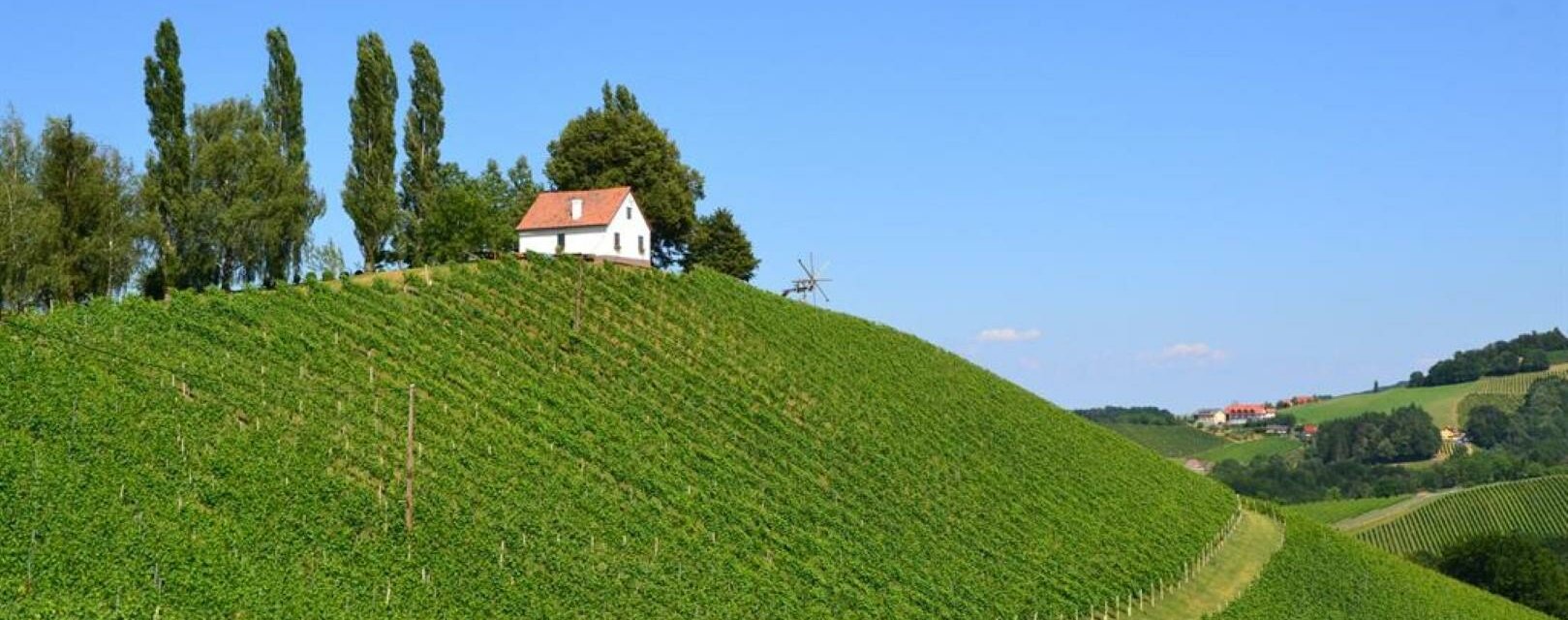 Weingut Adam-Schererkogl_