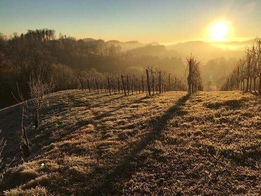 Weingut Gamser Sonnenaufgang im Weingarten | © Weingut Gamser | Fam. Gamser