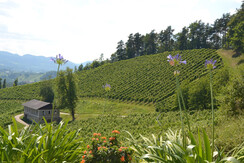 Weingut Mahorko Weingärten