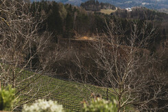 Weingut Daniel Jaunegg Ausblick
