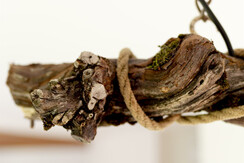 Weingut Kogler Appartement Obstgarten Deko