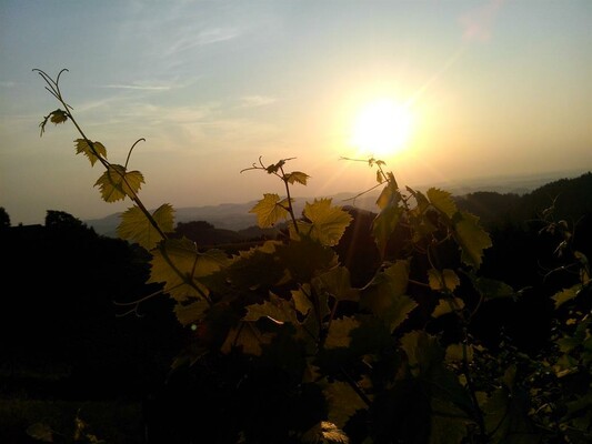 Weingut Lieschnegg Weinblätter | © Weingut Lieschnegg | Hubert Lieschnegg