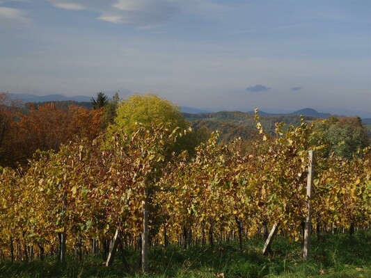 Weingut Martin Loppitsch_2 | © Weingut Martin Loppitsch