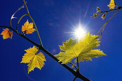 TVGamlitz/Harry Schiffer