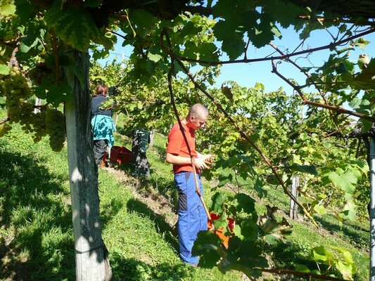 Weingut Muster Bernhard Weinlese | © Weingut Muster Bernhard |Gertrud & Bernhard Muster