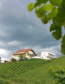 Weingut Toso | © Weingut Toso | e.krainer | © Weingut Toso | e.krainer