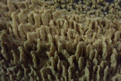 Weingut Toso Weinstein