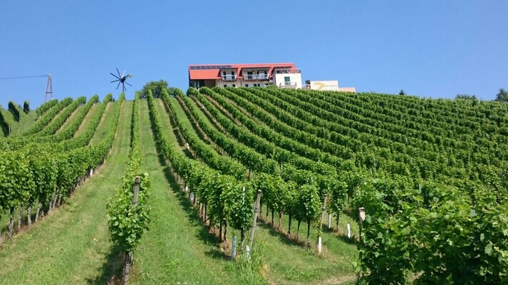 Weingut Zweytick Robert Weingarten | © Weingut Zweytick Robert