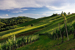 TVGamlitz/Harry Schiffer