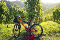Bild 11. Mountainbikewege in den Weinbergen