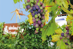 Weintrauben