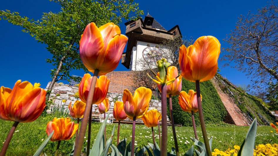 Bunte Tulpen mit dem Uhrturm von Graz im Hintergrund.