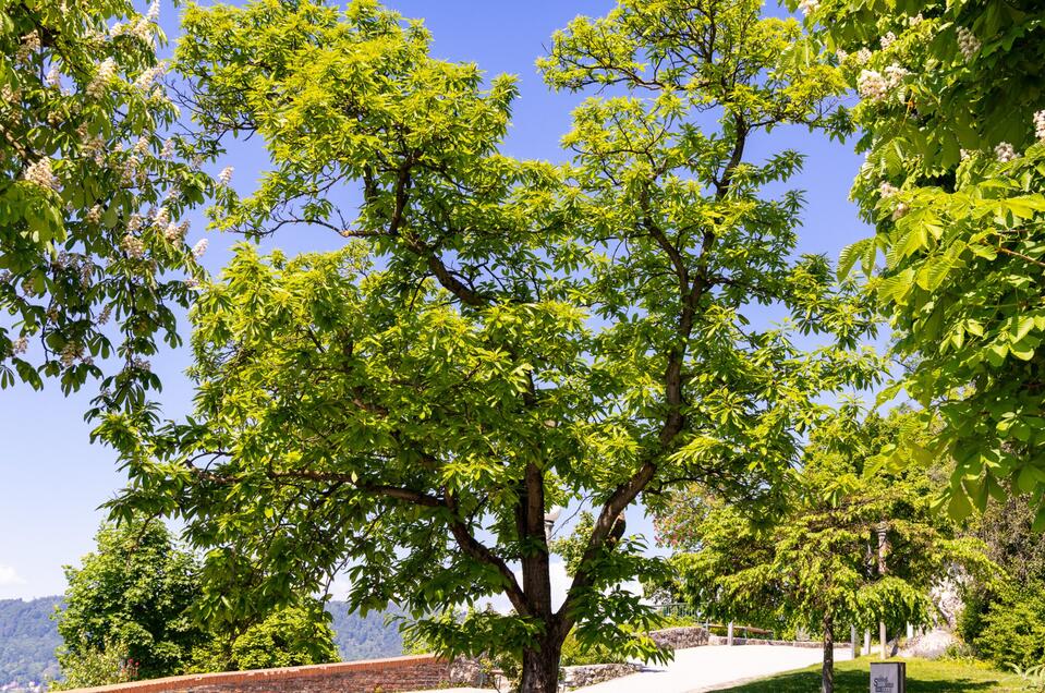 Edelkastanie - Impression #1 | © Graz Tourismus - Harry Schiffer