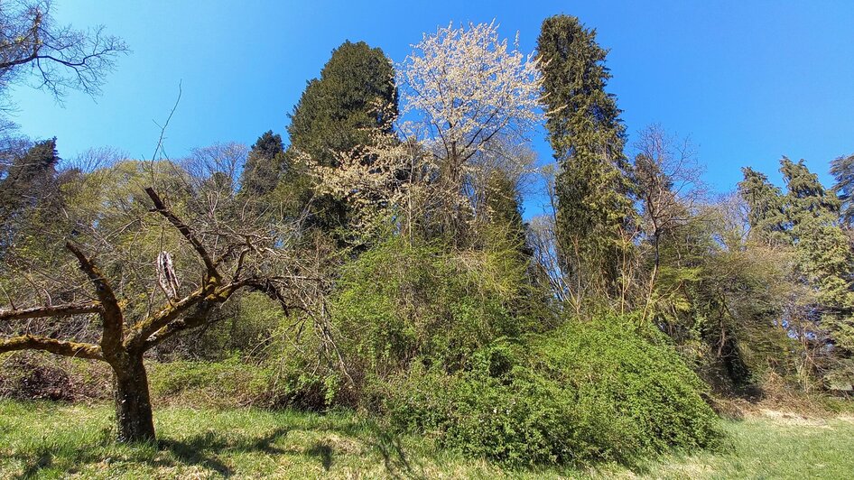 Grazer Urwald | © Graz Tourismus Information