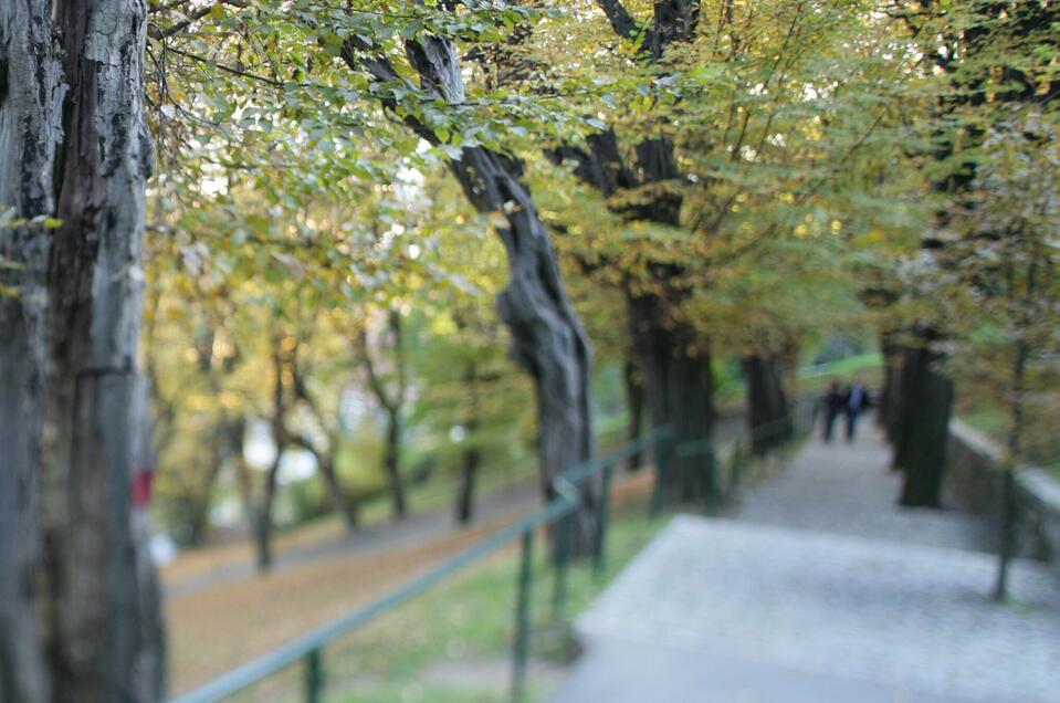 Hainbuchenallee - Impression #1 | © Graz Tourismus - Harry Schiffer