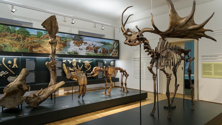 Joanneumsviertel - Naturkundemuseum