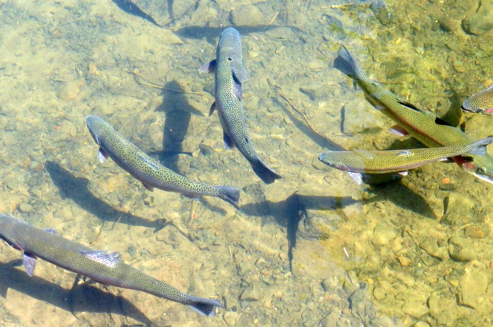 Fishing Spechtensee - Impression #1