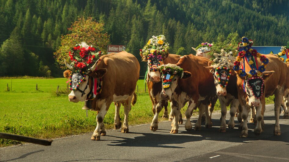 Almabtrieb in Ramsau am Dachstein