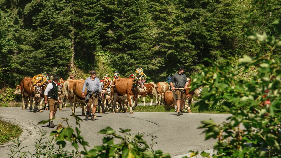 Almabtrieb in Ramsau am Dachstein