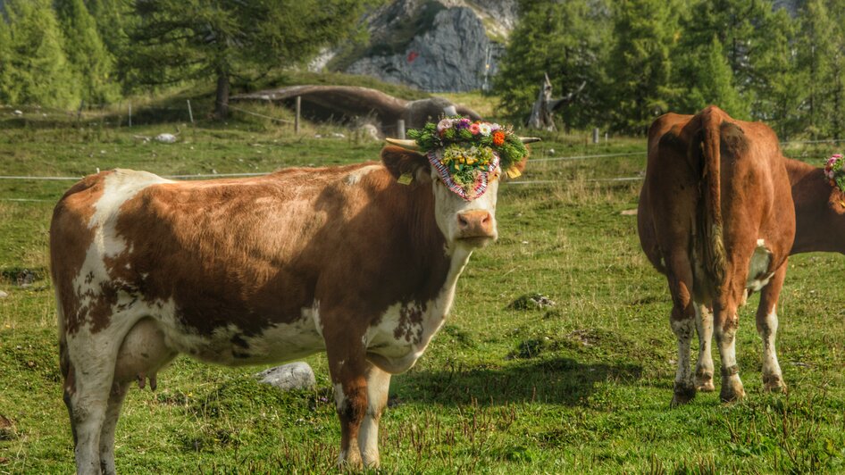 Almabtrieb in Ramsau am Dachstein