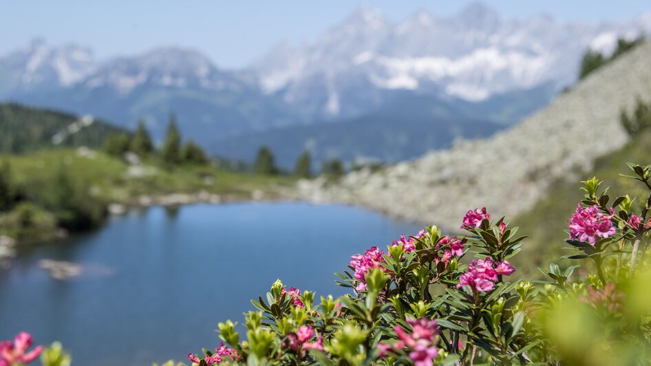 Fest zur Almrauschblüte at the Reiteralm - Impressionen #2.17