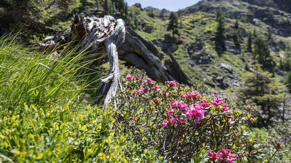 Fest zur Almrauschblüte at the Reiteralm - Impressionen #2.18