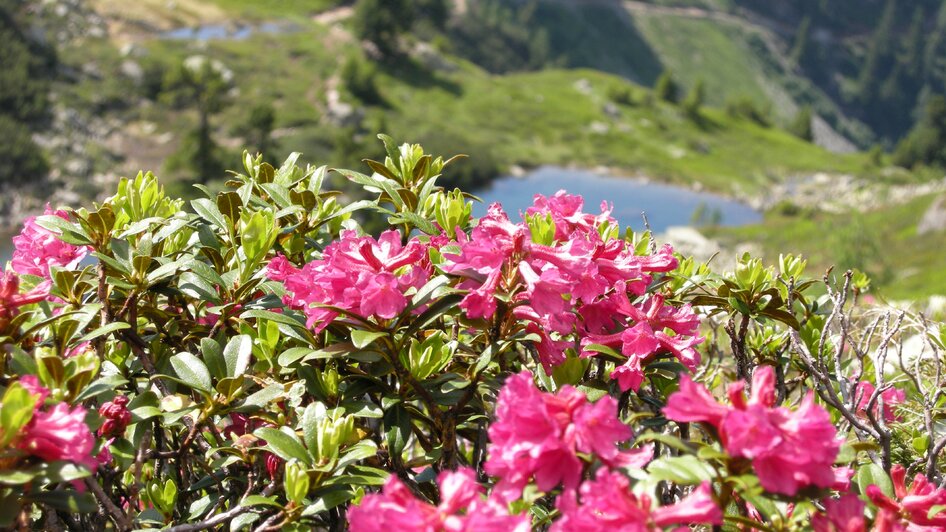 Fest zur Almrauschblüte at the Reiteralm - Impressionen #2.19