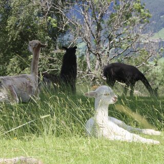 Lama und Alpaka am Klausnerhof | © Klausnerhof