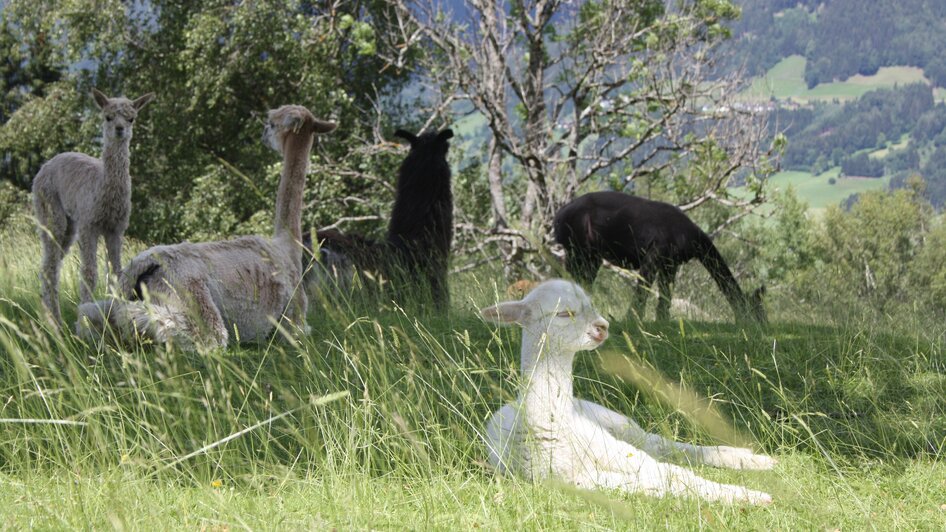 Lama und Alpaka am Klausnerhof