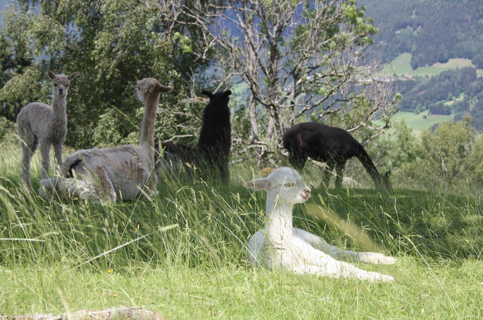 Lama und Alpaka am Klausnerhof