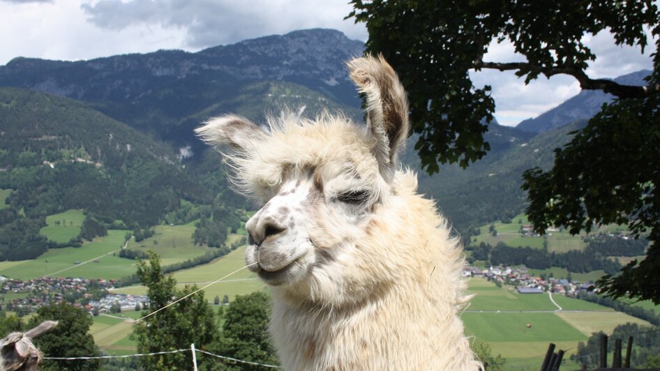 Lama am Klausnerhof