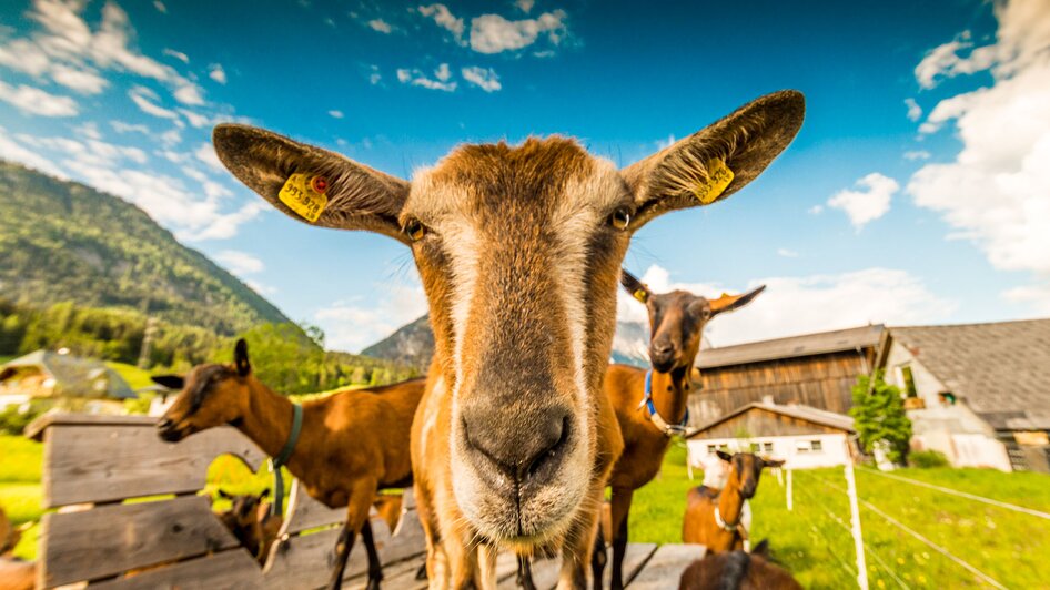 a'Goas - Goat milk products - Impression #2.4