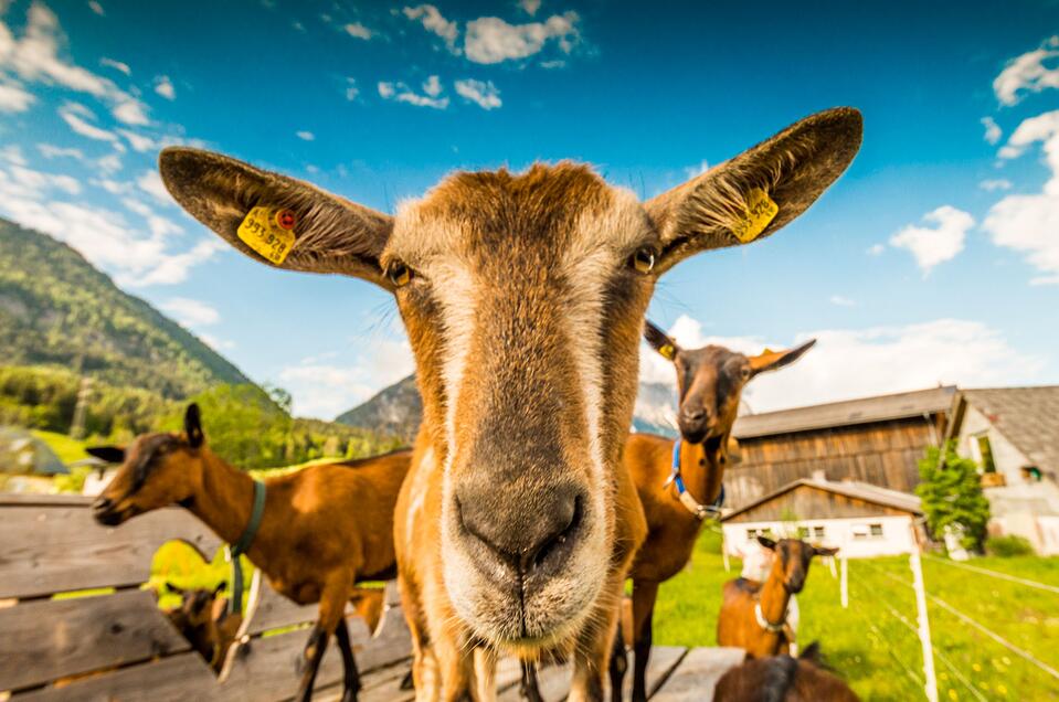 a'Goas - Goat milk products - Impression #1